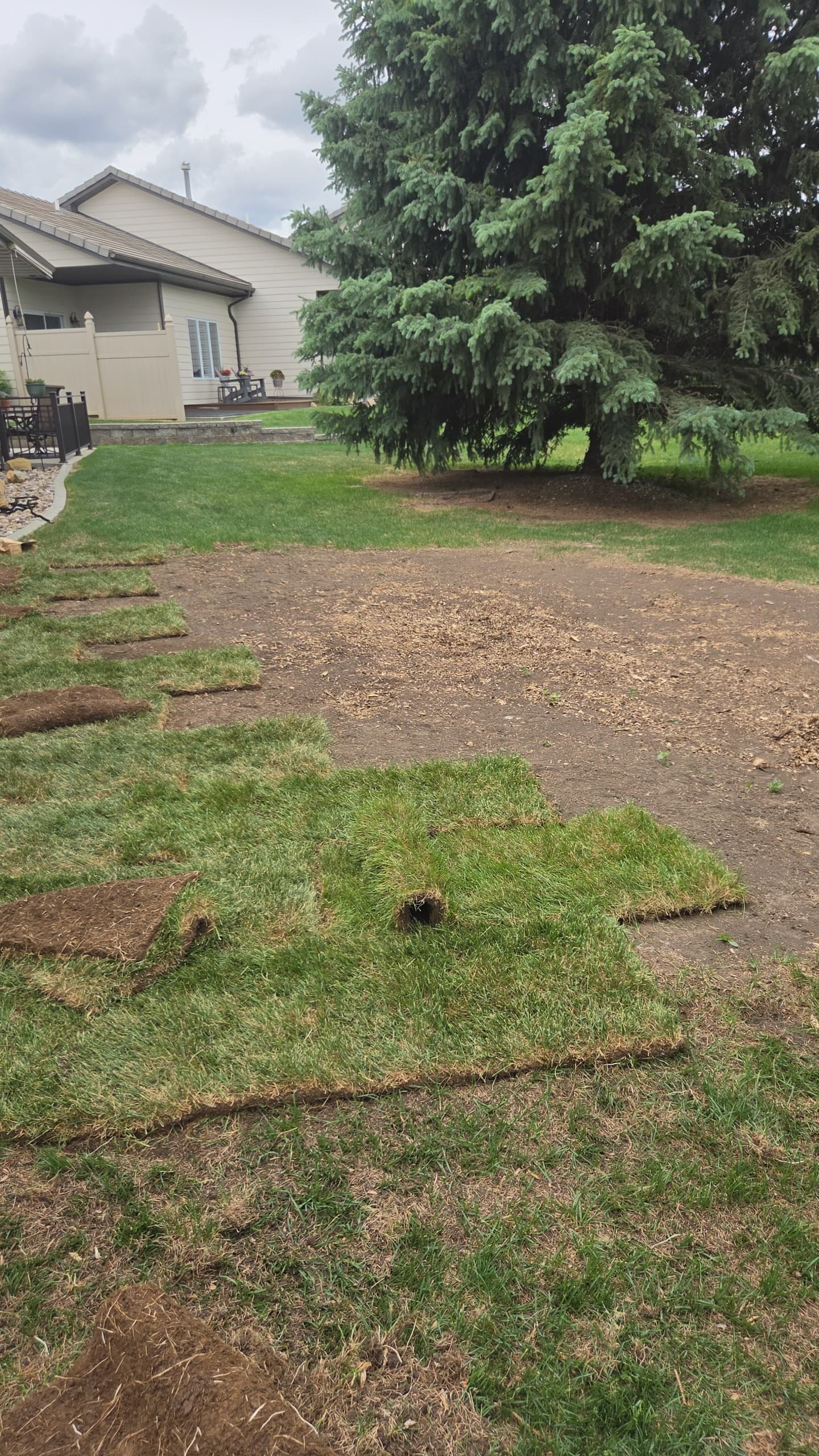 Fresh green sod being laid on bare soil in a backyard near a large evergreen.
